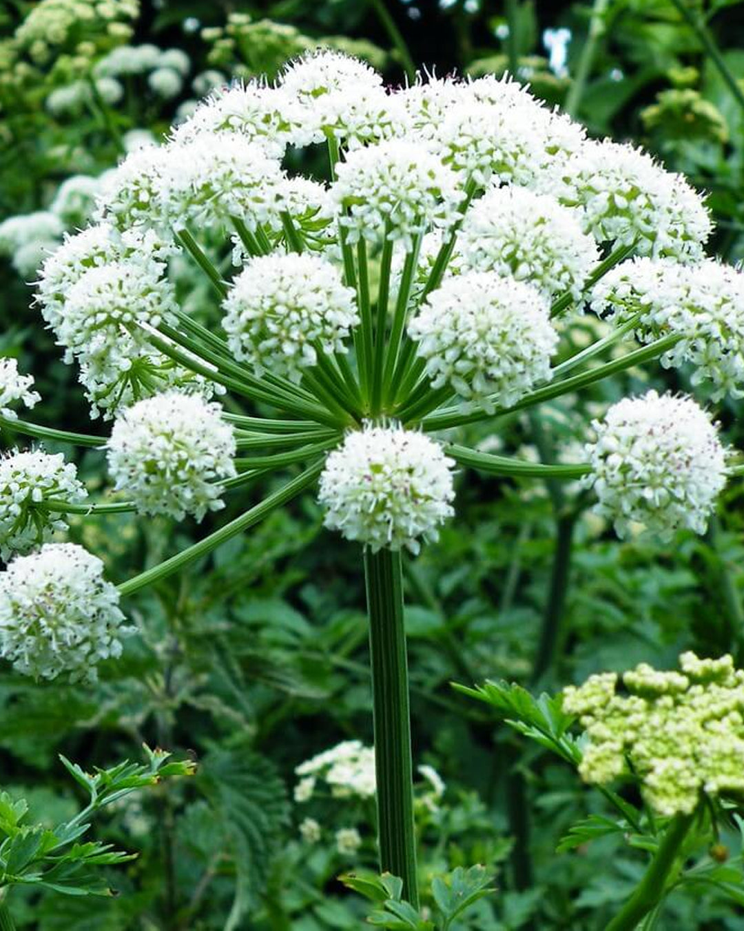 Radix Angelicae Dahuricae